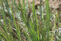 Diceroprocta marevagans