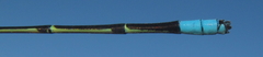 Pseudagrion nubicum