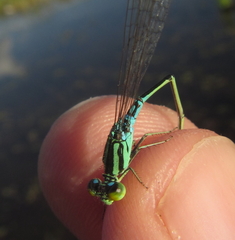 Pseudagrion nubicum