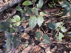 Backhousia myrtifolia