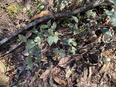 Backhousia myrtifolia