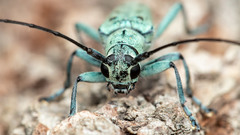 Saperda octopunctata