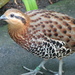 Mountain Bamboo-Partridge - Photo (c) Josh More, some rights reserved (CC BY-NC-ND)