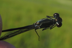 Pseudagrion deningi
