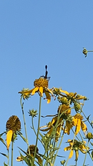 Eremnophila aureonotata