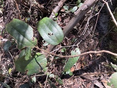 Smilax glyciphylla