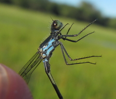 Pseudagrion deningi