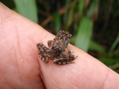 Arthroleptides yakusini