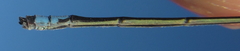 Pseudagrion deningi