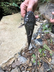 Ameiurus platycephalus