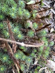 Dawsonia