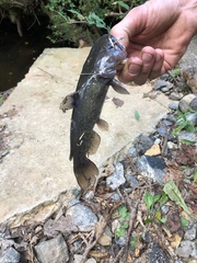 Ameiurus platycephalus