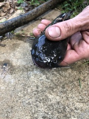 Ameiurus platycephalus