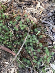 Dawsonia