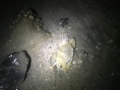 Callinectes similis