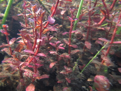 Ammannia crassicaulis