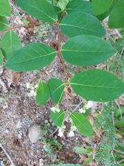 Apocynum androsaemifolium image