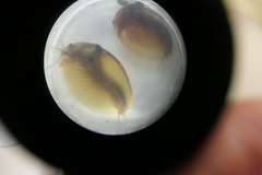 Cyzicus californicus