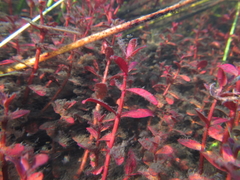 Ammannia crassicaulis