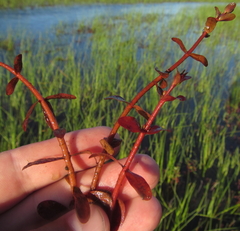 Ammannia crassicaulis