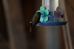 Heliodoxa rubricauda