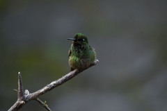 Heliodoxa rubricauda