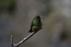 Heliodoxa rubricauda