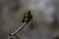 Heliodoxa rubricauda