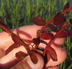 Ammannia crassicaulis