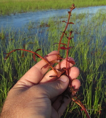 Ammannia crassicaulis