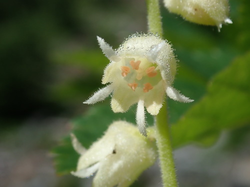 Image of Elmera racemosa by (c) Nolan Exe, some rights reserved (CC BY)