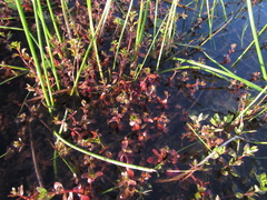 Ammannia crassicaulis