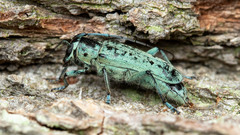 Saperda octopunctata