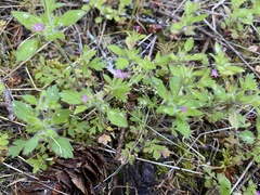 Collomia heterophylla