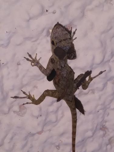 Bark Anole