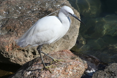 Egretta garzetta