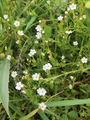 Plagiobothrys humistratus
