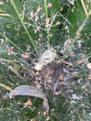 Cyrtophora citricola