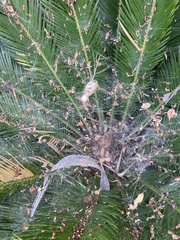 Cyrtophora citricola