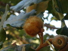 Andricus theophrasteus