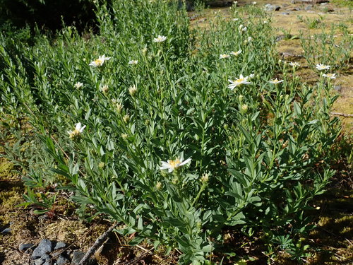 Image of Doellingeria paucicapitata by (c) Nolan Exe, some rights reserved (CC BY)