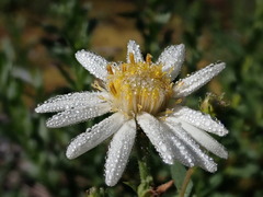 Eucephalus paucicapitatus