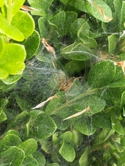 Agelenopsis
