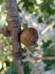 Andricus infectorius