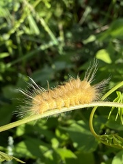 Pygarctia