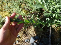 Eucephalus paucicapitatus