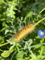 Pygarctia