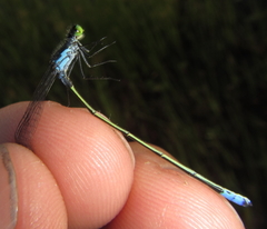 Pseudagrion deningi