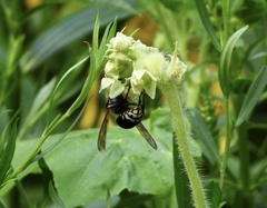 Dolichovespula maculata