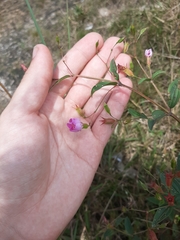 Pterogastra divaricata